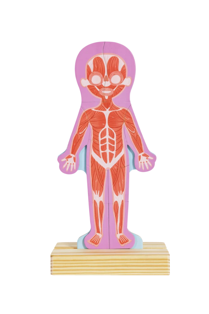 Rompecabezas Magnético del Cuerpo Humano - Imagen 8