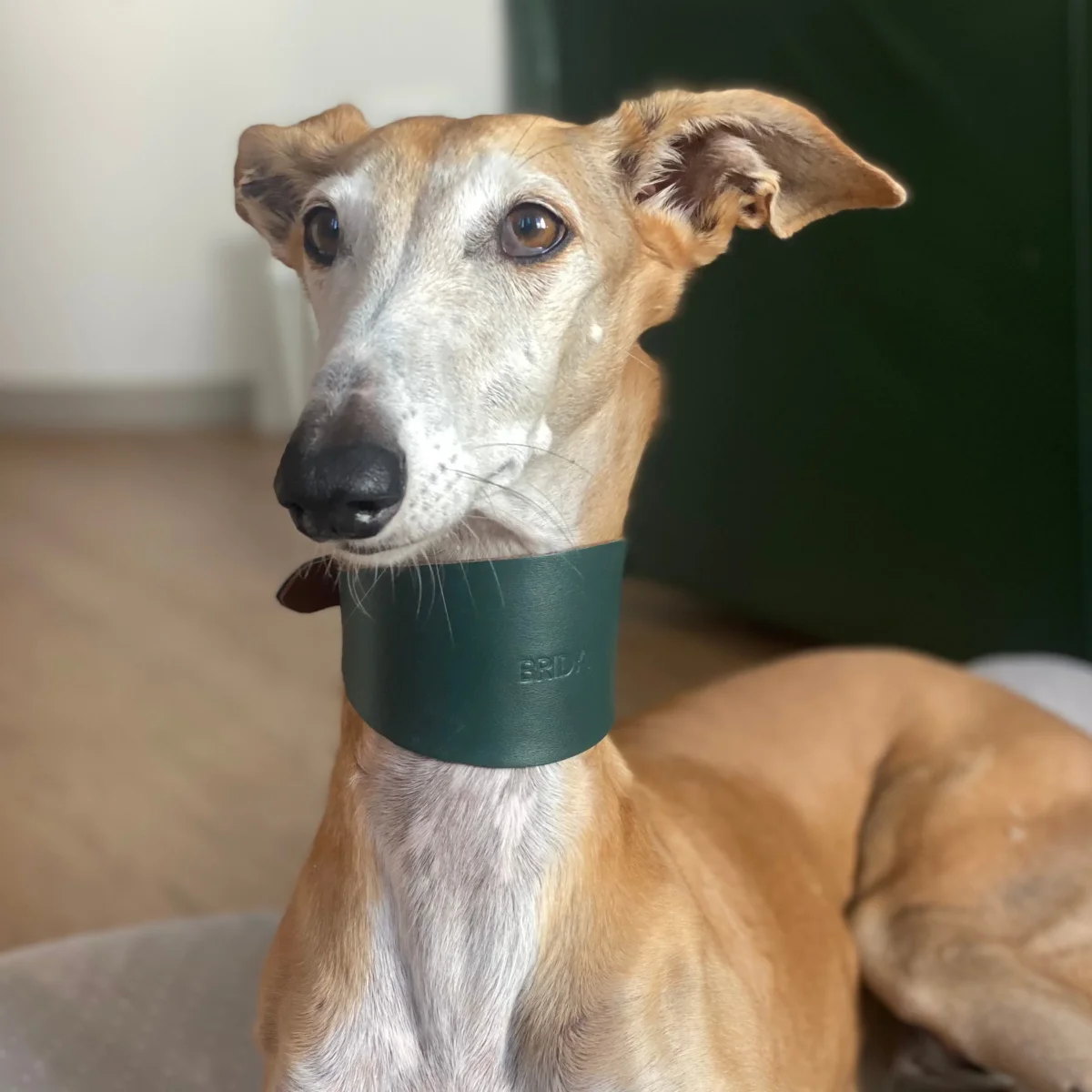 Collar de galgo - Imagen 5