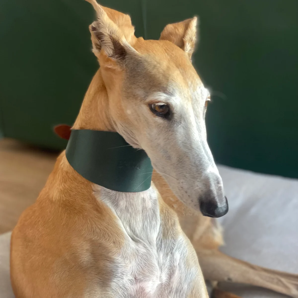 Collar de galgo - Imagen 6